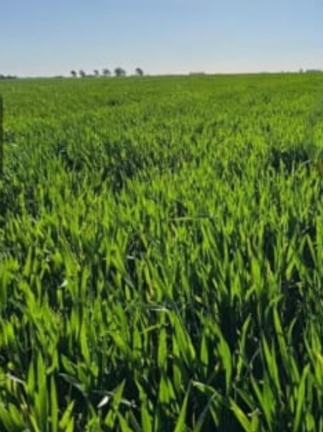 Campo en Coronel Dorrego 809 has