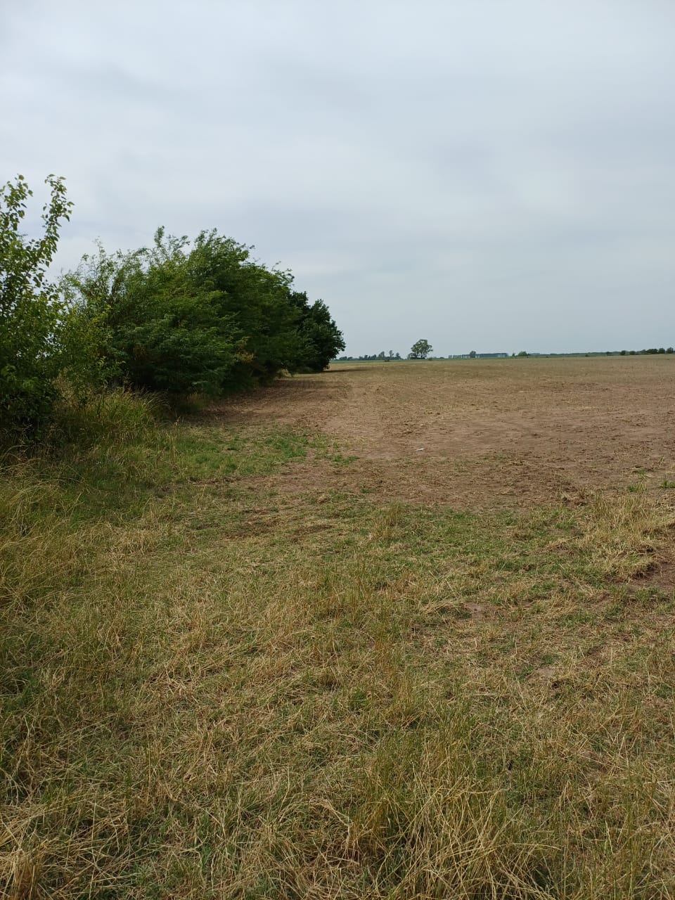 CAMPO EN SAN ANTONIO DE ARECO
