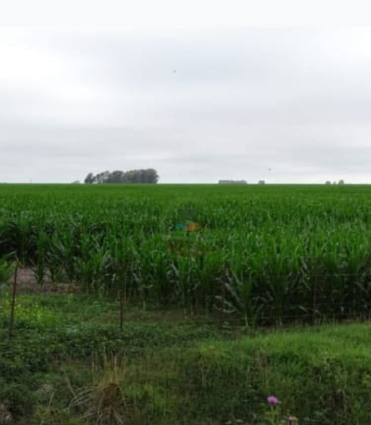 Campo en General La Madrid 1027 has