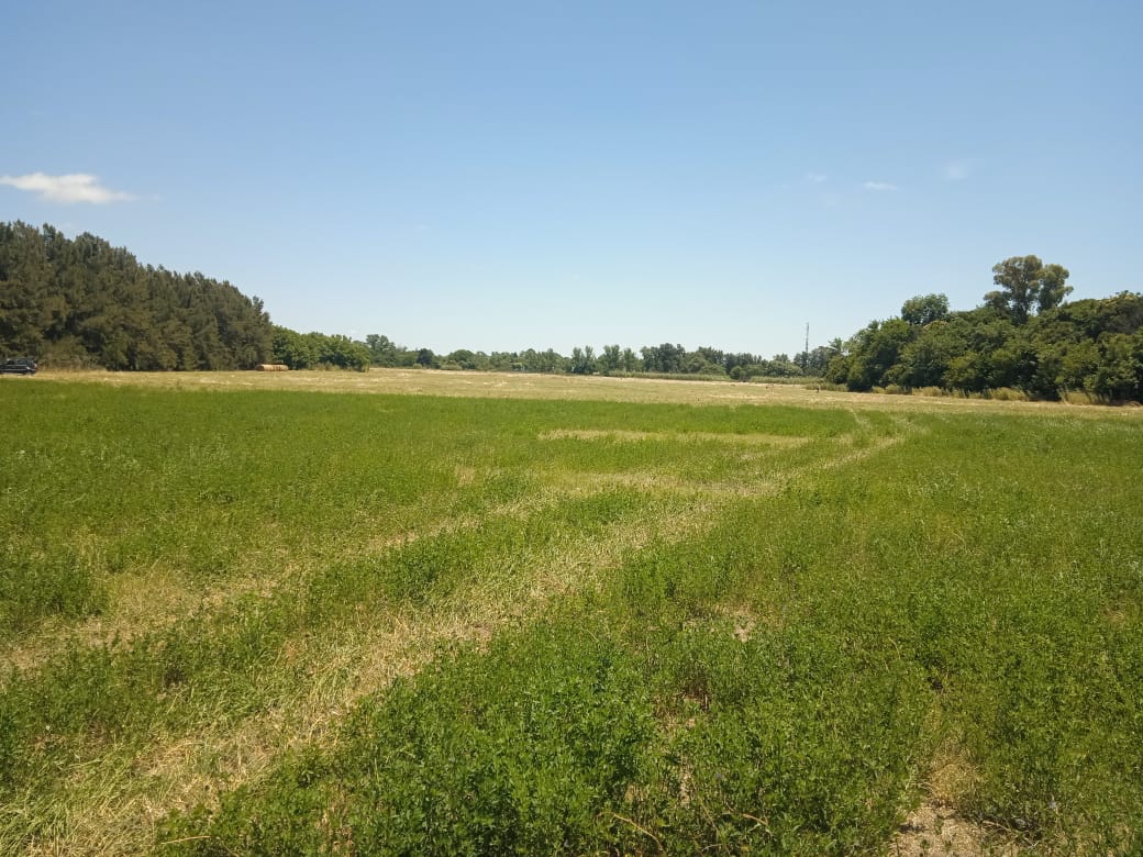 CAMPO EN LUJAN
