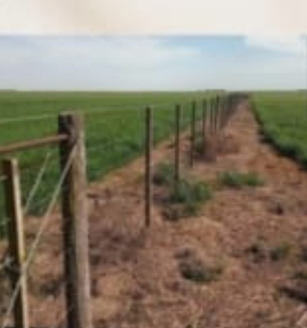 Campo en Bordenave 930 has