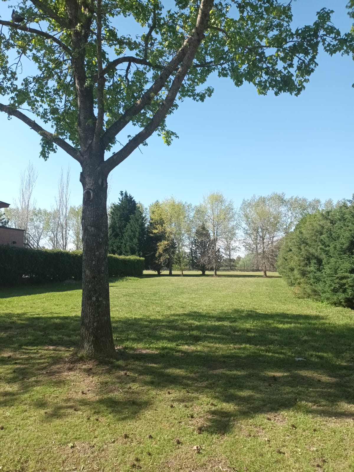 LOTE CAÑUELAS/LAS CAÑUELAS