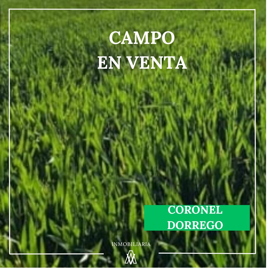 Campo en Coronel Dorrego 809 has