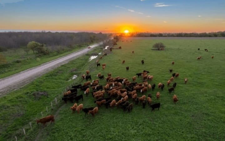 CAMPO EN ALEJANDRO PETION