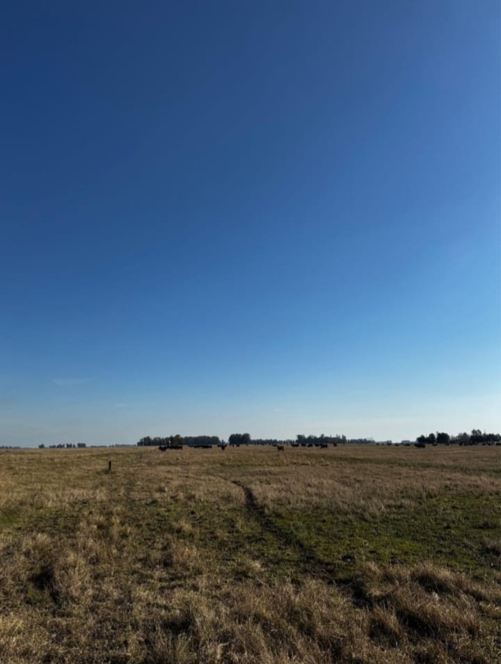 CAMPO NAVARRO/LA CHOZA