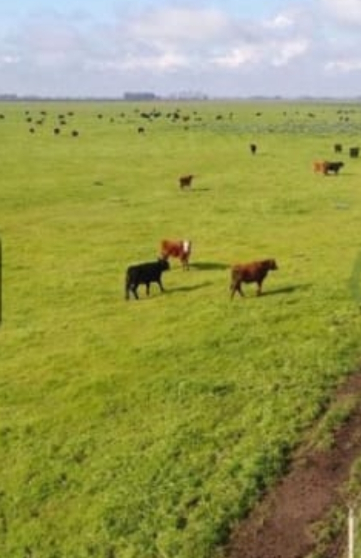 Campo en Azul 809 has