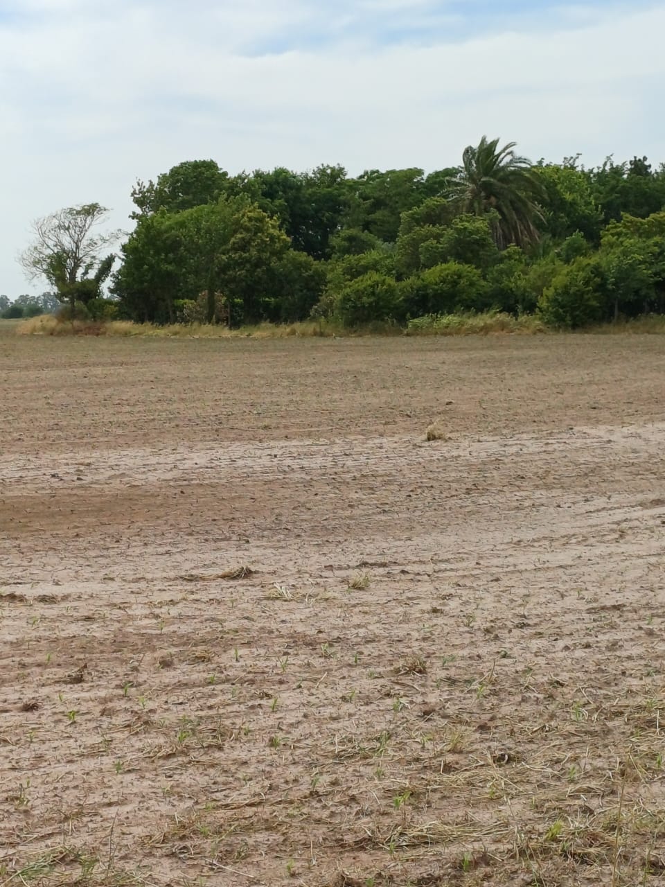 CAMPO EN SAN ANTONIO DE ARECO