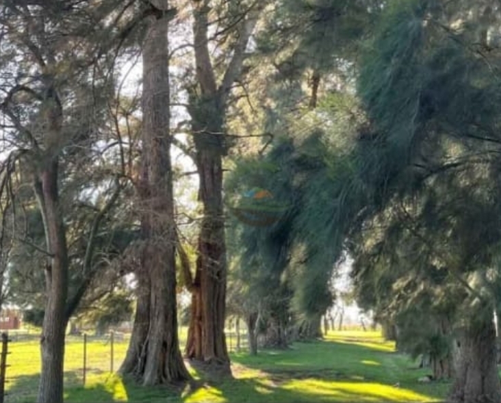 Campo en Lobos 45 has