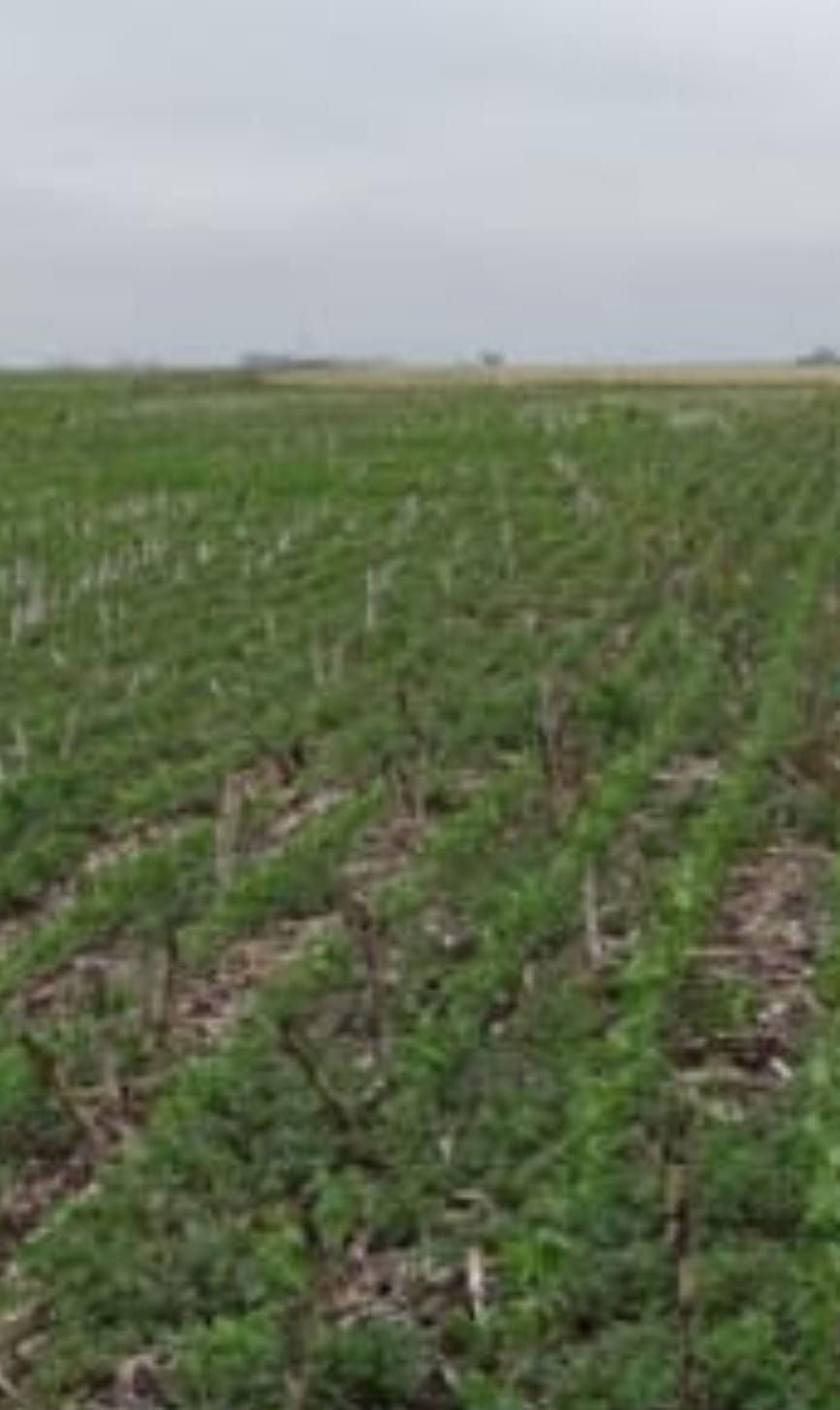 Campo en General La Madrid 1027 has