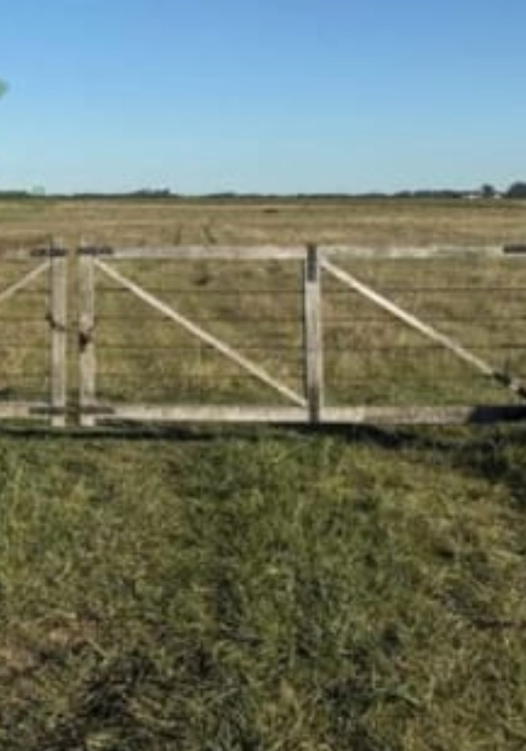 Campo en Carlos Casares 186 has