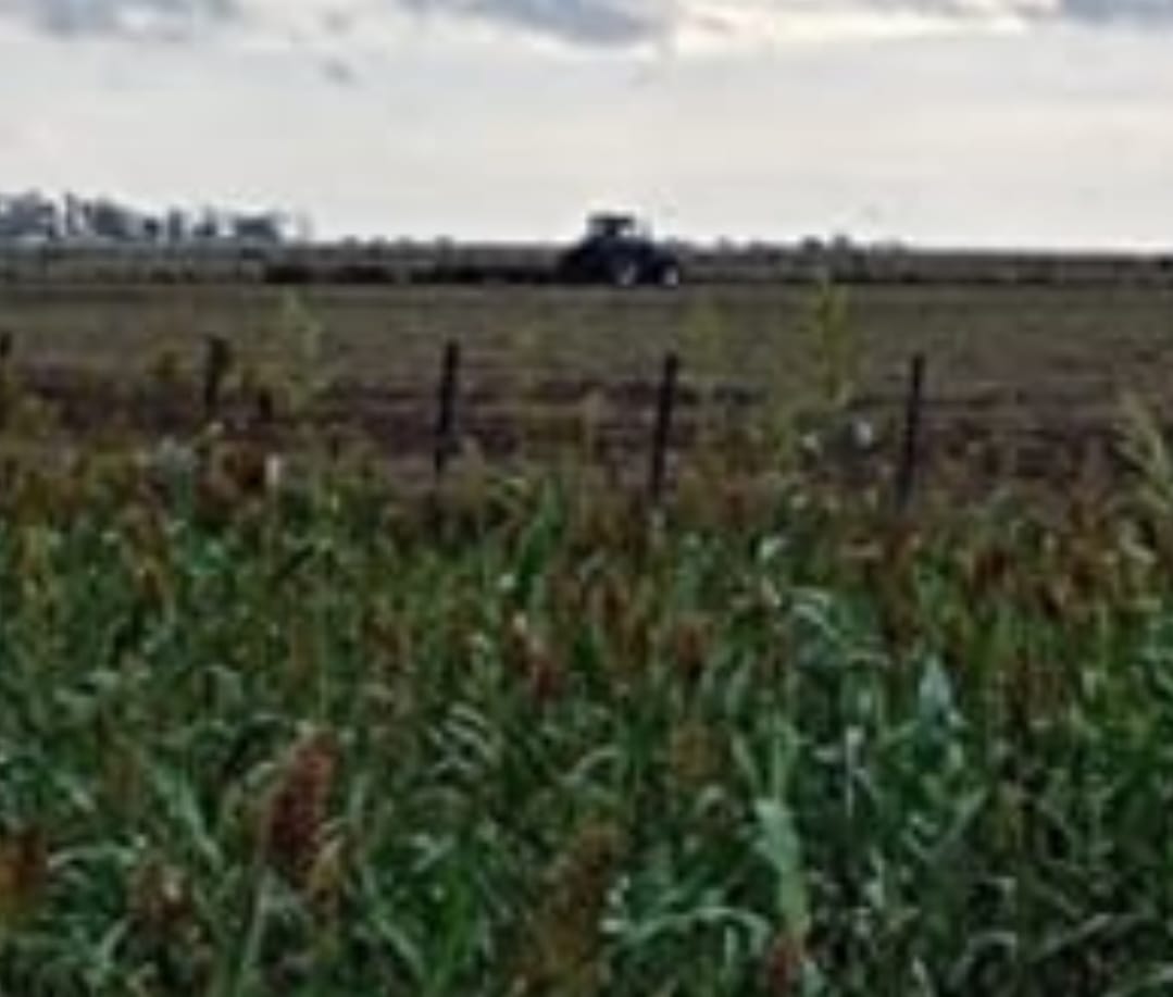 Campo en General Pinto 1012 has