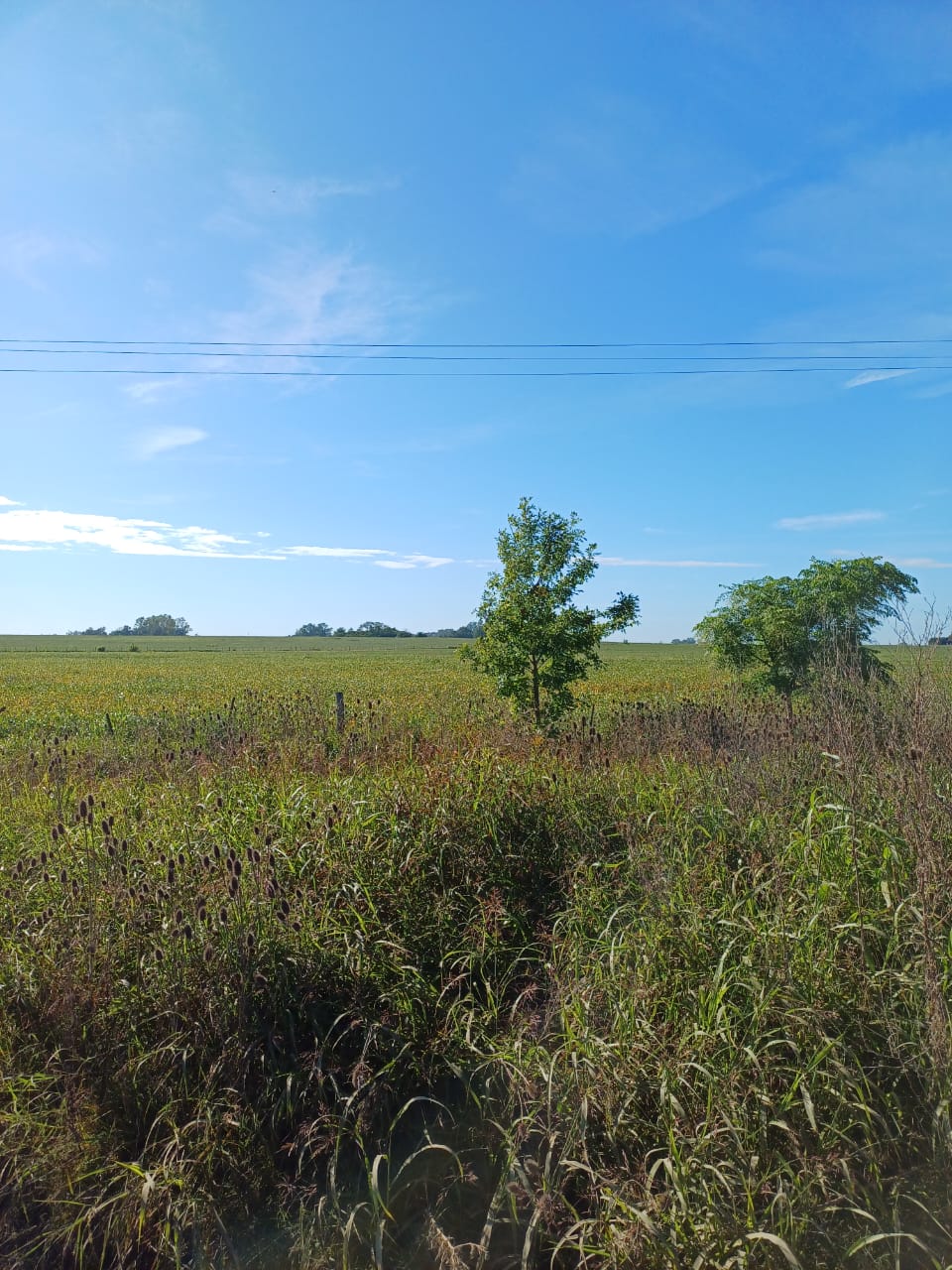 Campo en San Antonio De Areco 35 has