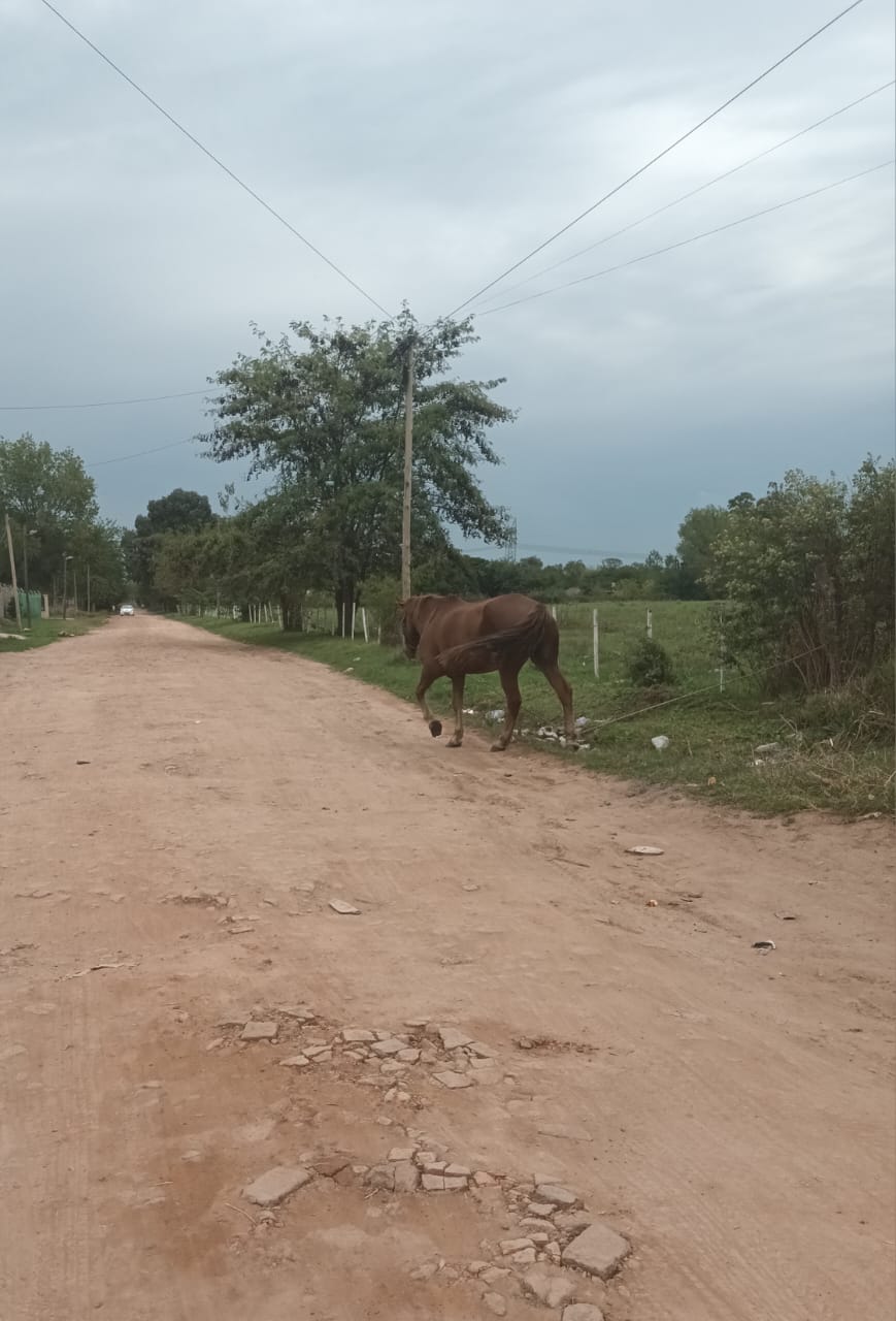 Lote en Santa Anita