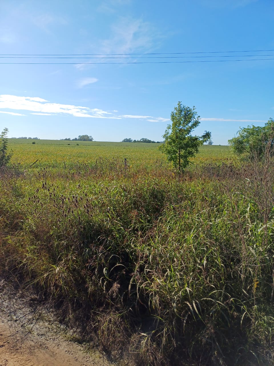 Campo en San Antonio De Areco 35 has