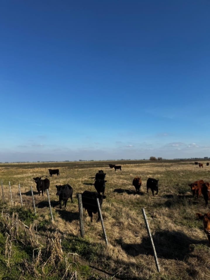CAMPO NAVARRO/LA CHOZA