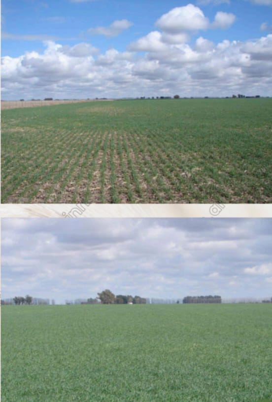 CAMPO EN GENERAL VILLEGAS