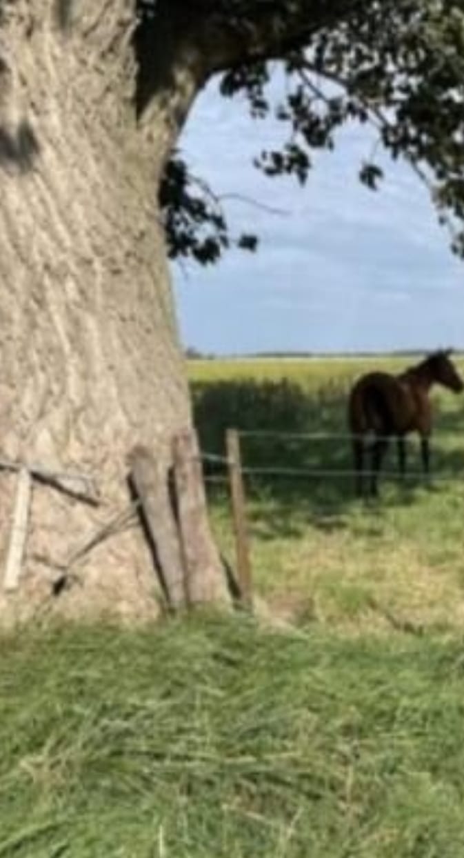 Campo en Daireaux 120 has