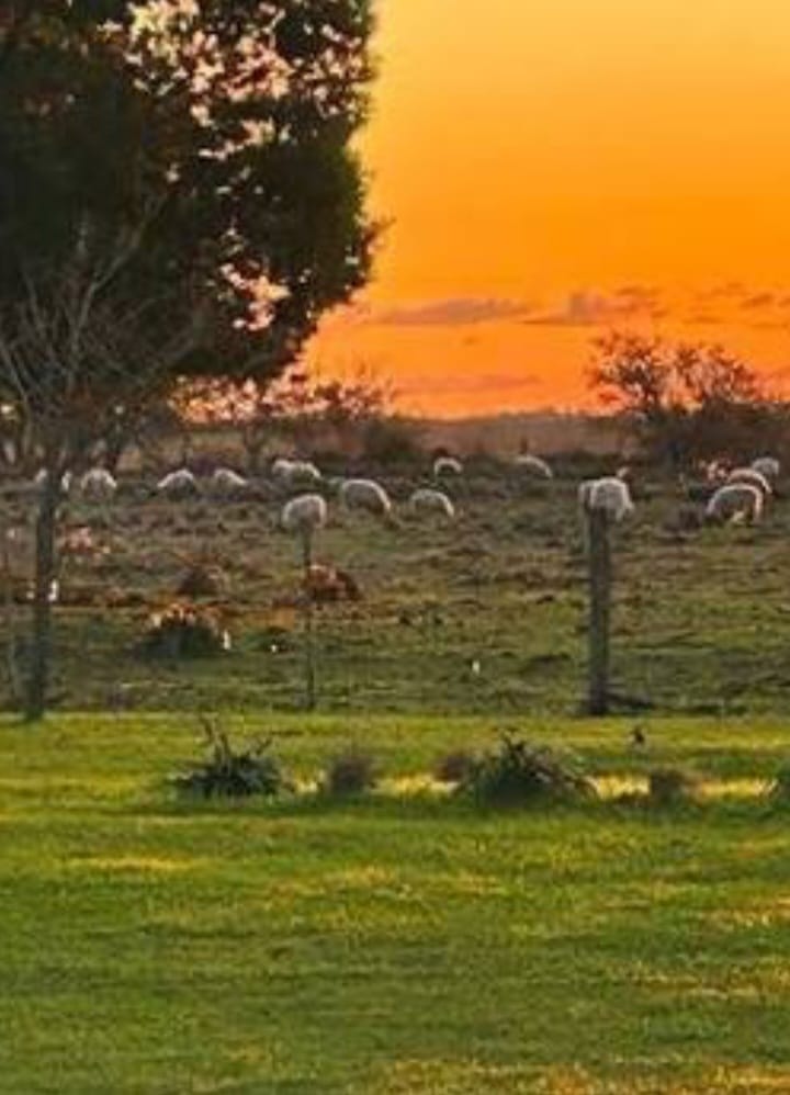 CAMPO EN ALEJANDRO PETION