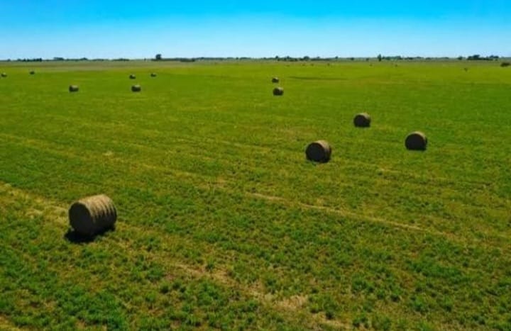 CAMPO EN PILAR 1,4 HAS