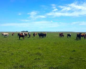 CAMPO GENERAL RODRIGUEZ