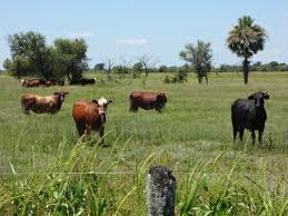 Campo de 880 has en 9 De Julio