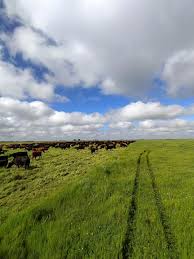 Campo de 880 has en 9 De Julio