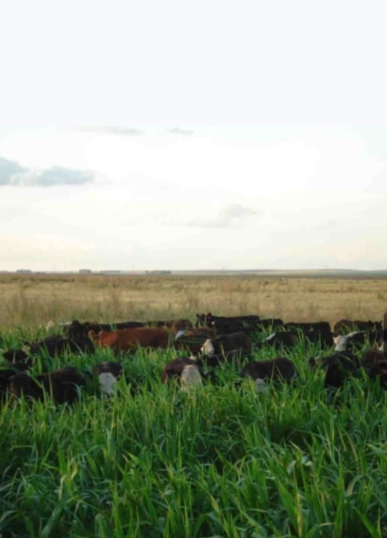 Campo en Olavarria 1361 has