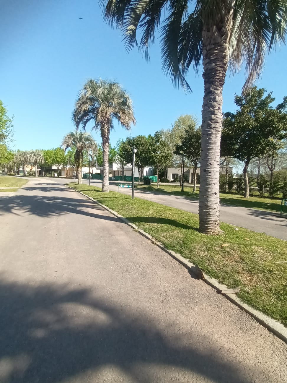 LOTE CAÑUELAS/LAS CAÑUELAS