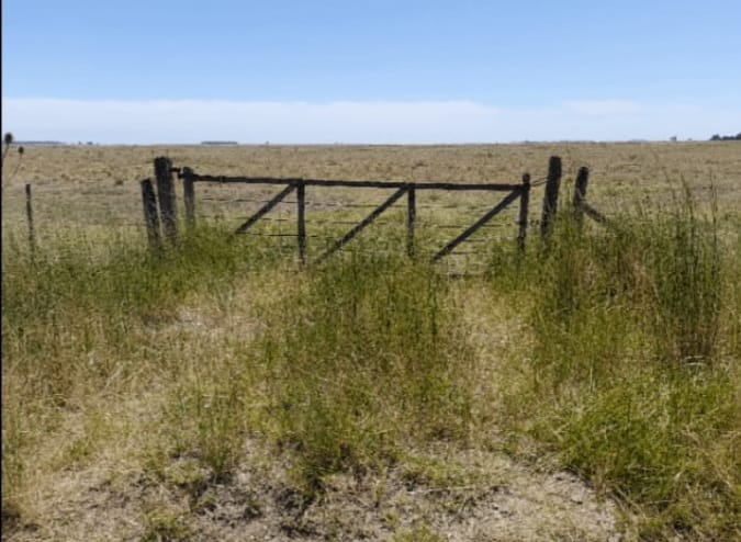 CAMPO EN GONZÁLES CHÁVEZ