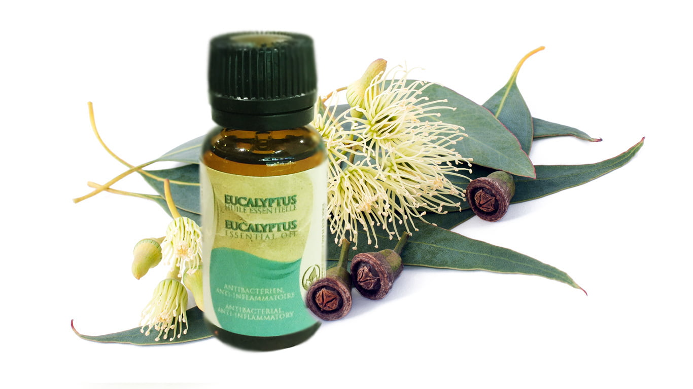 Huile Essentielle d'Eucalyptus 10ml