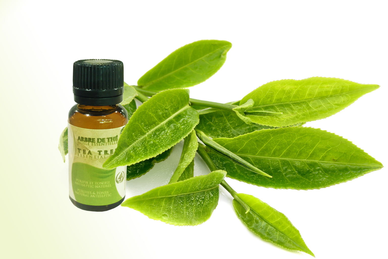 Huile Essentielle d'Arbre à thé 10ml