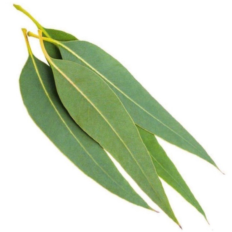 Eukalipto eterinis aliejus