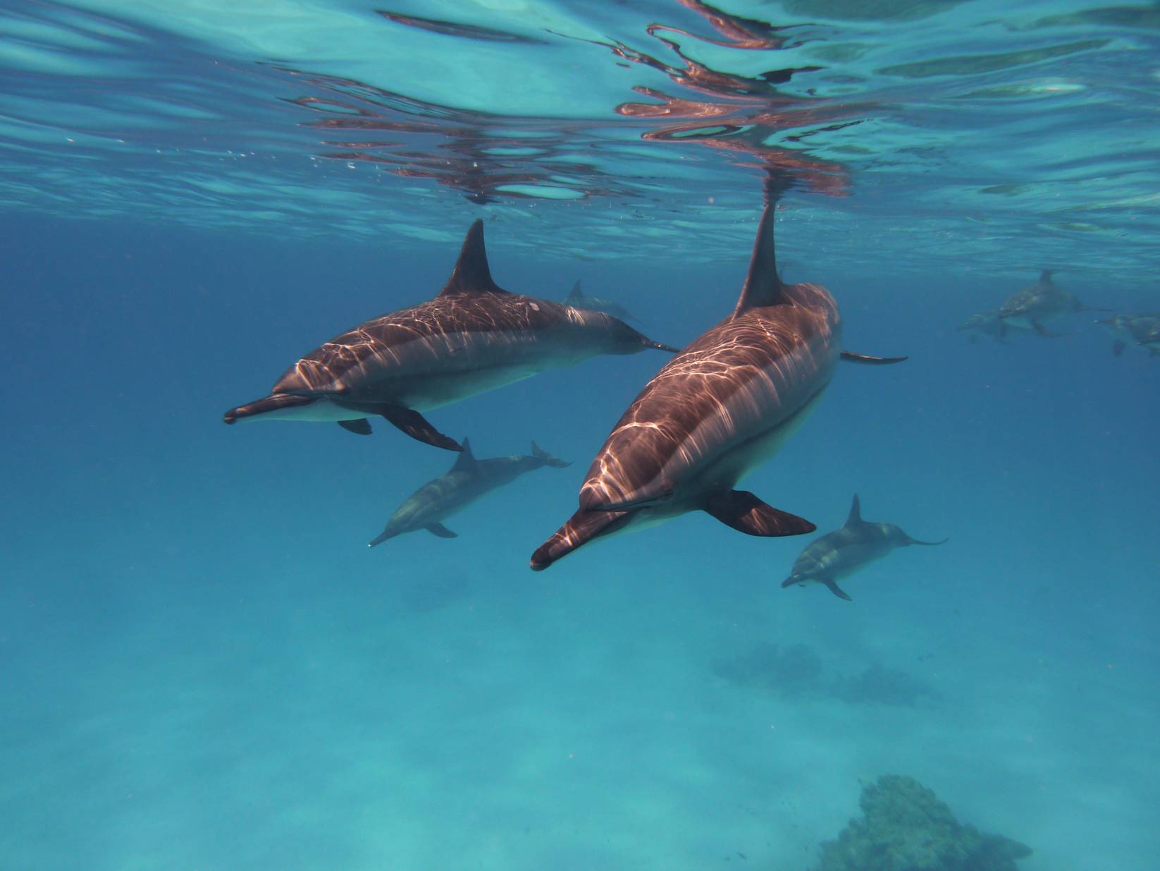 Dolphin House (National Park Fee)