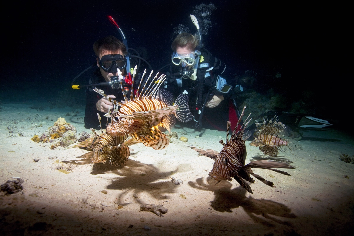 Night Dive (Shore Dive)