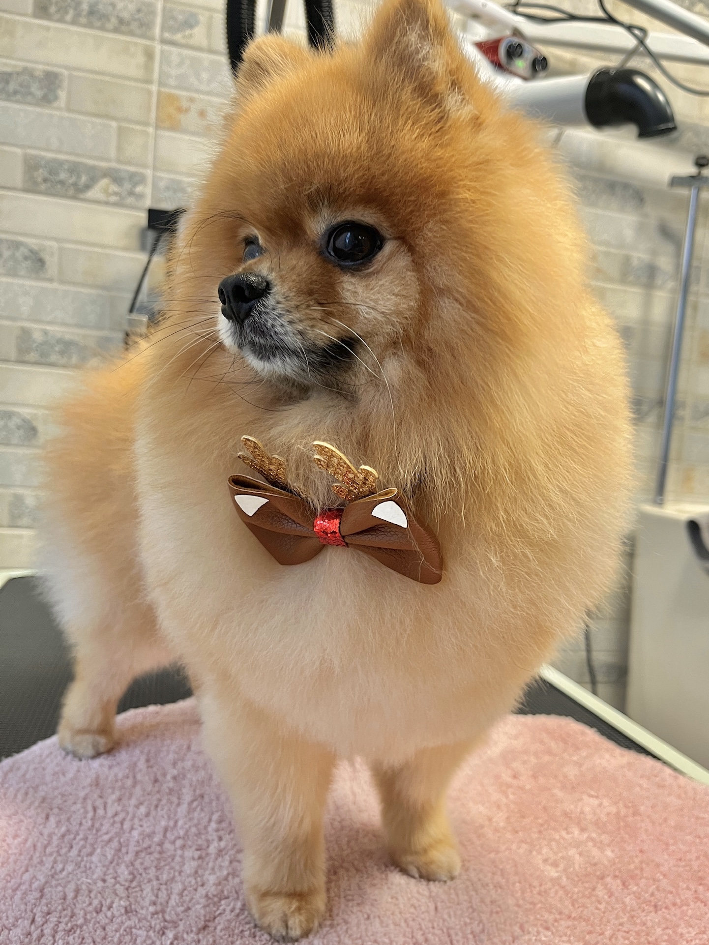 Špicas (groomingas)