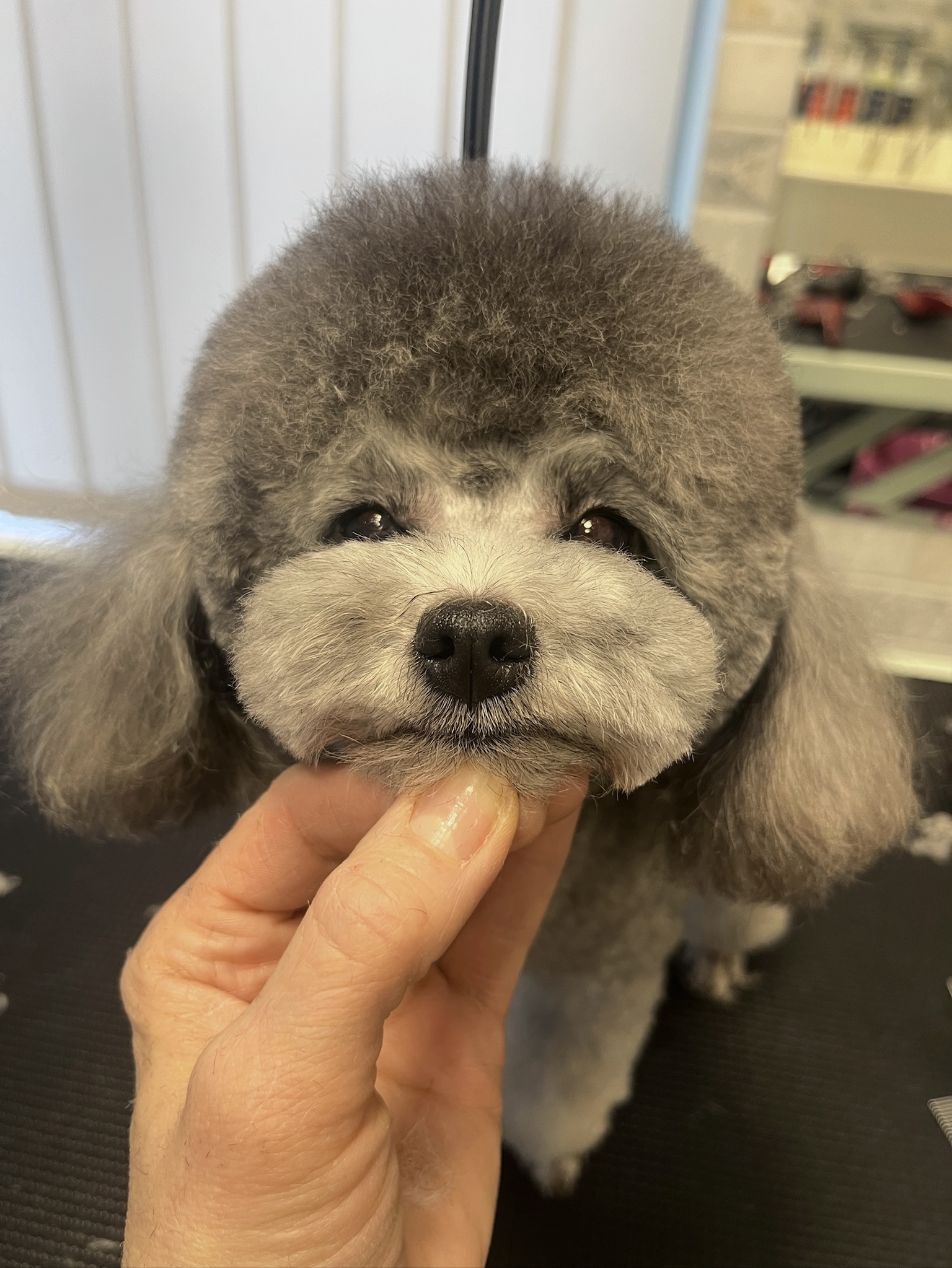 Žaislinis pudelis (groomingas)