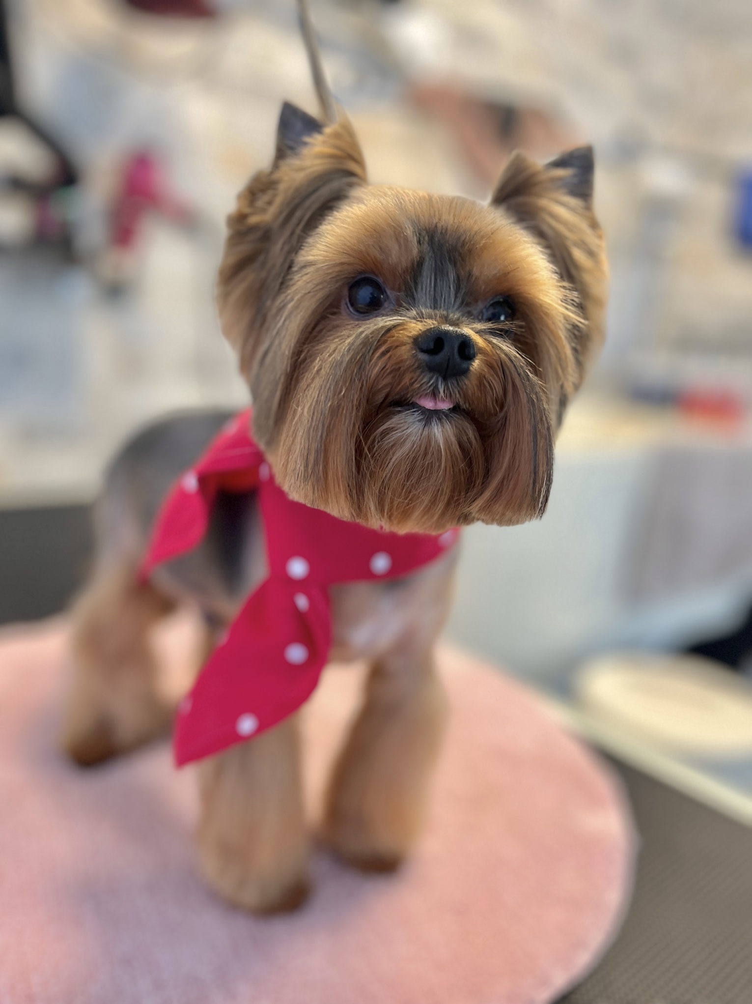 Jorkšyro terjeras (groomingas)