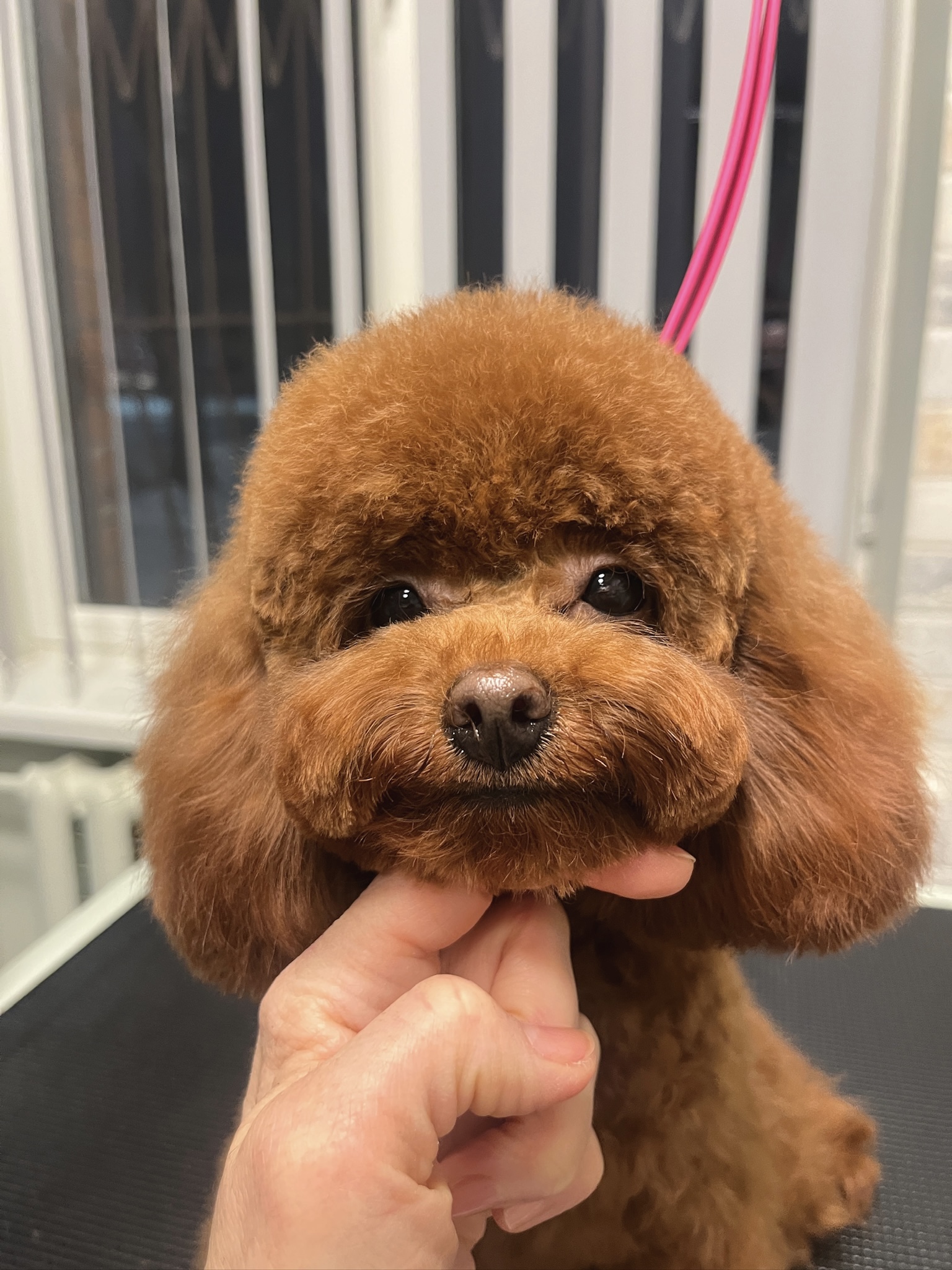 Žaislinis pudelis (groomingas)