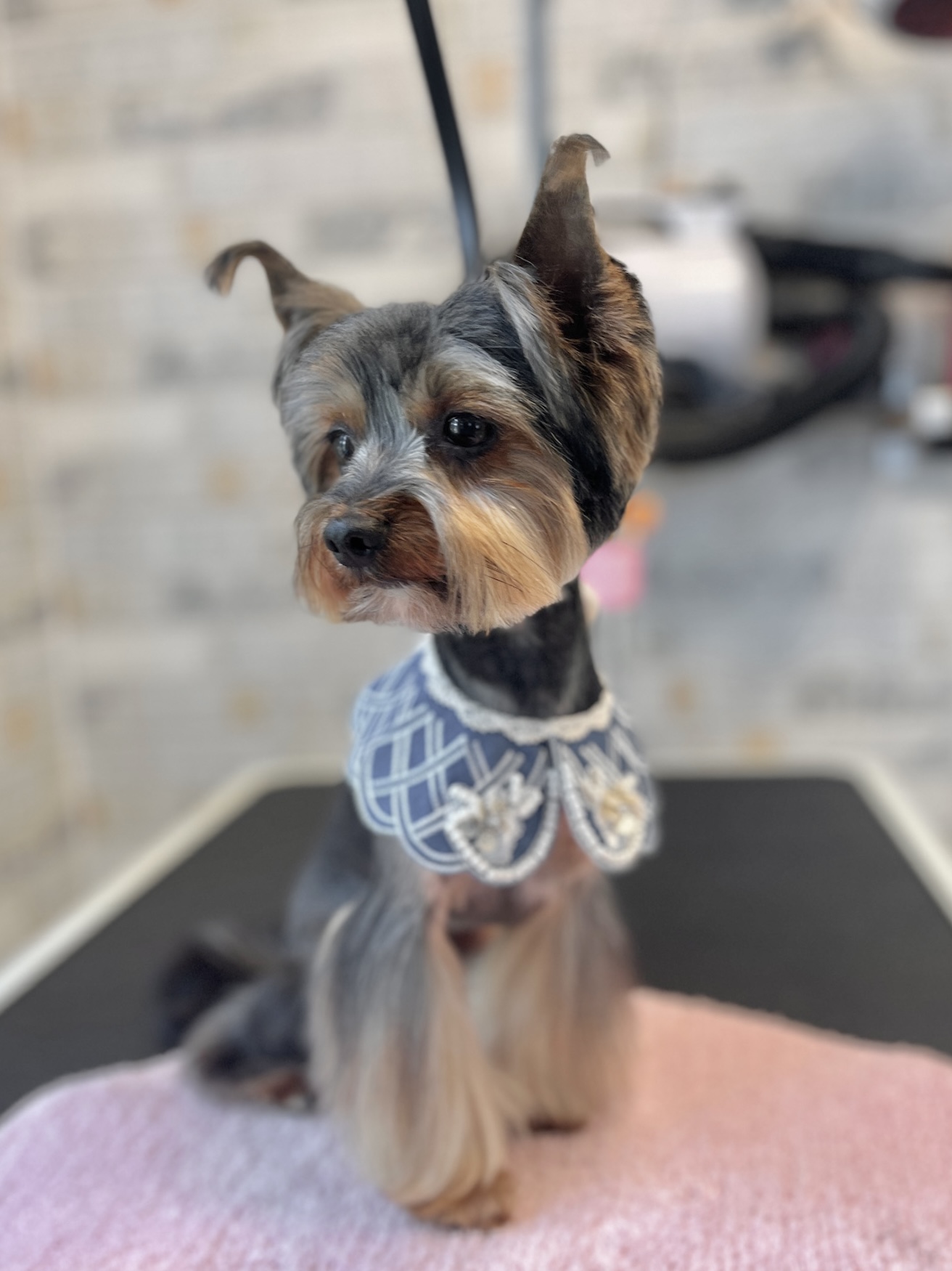 Jorkšyro terjeras (groomingas)