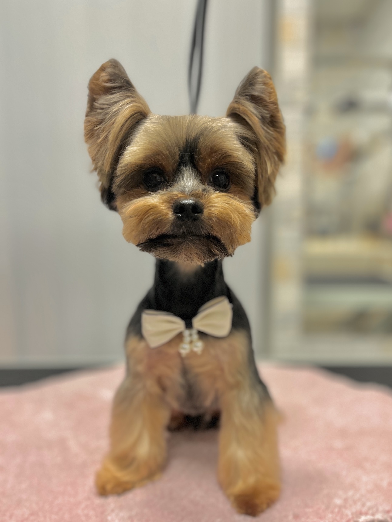 Jorkšyro terjeras (groomingas)