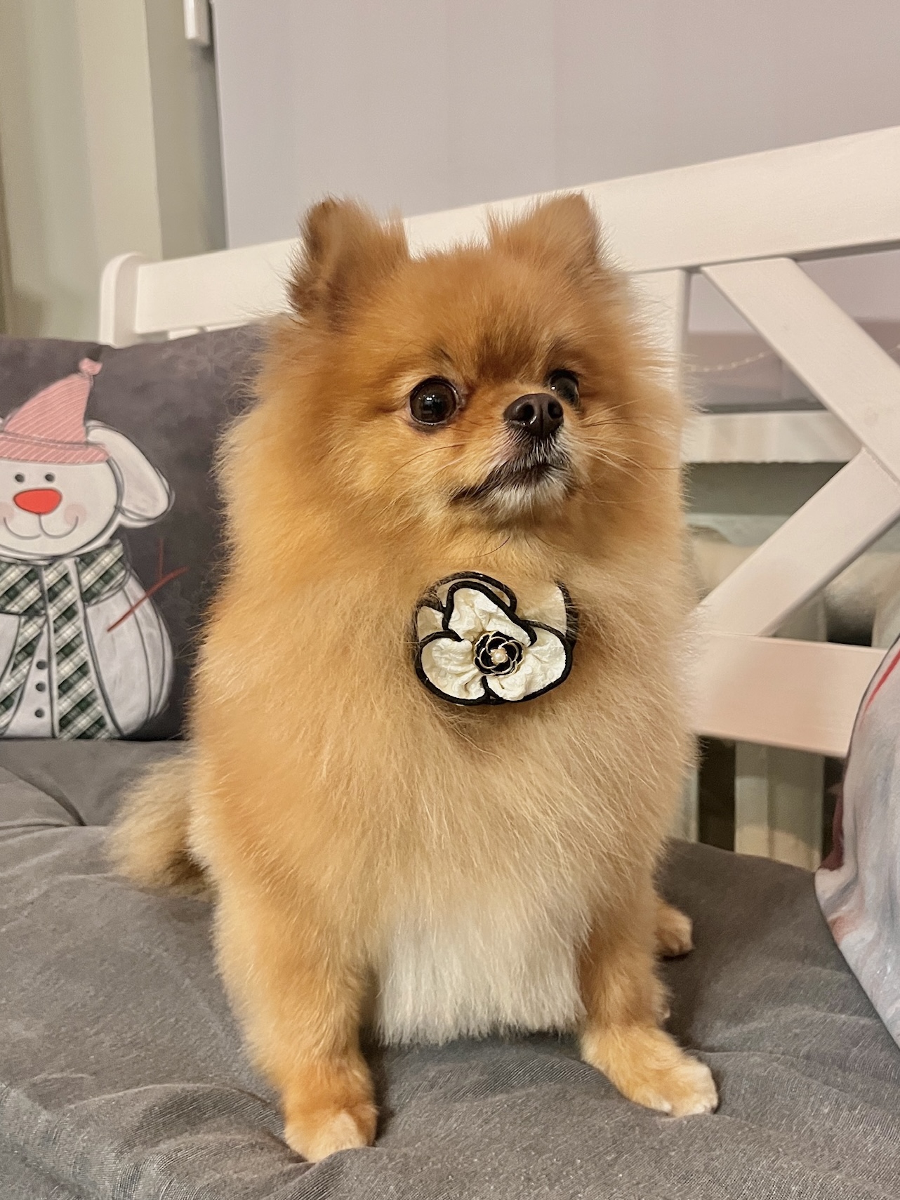 Špicas (groomingas)