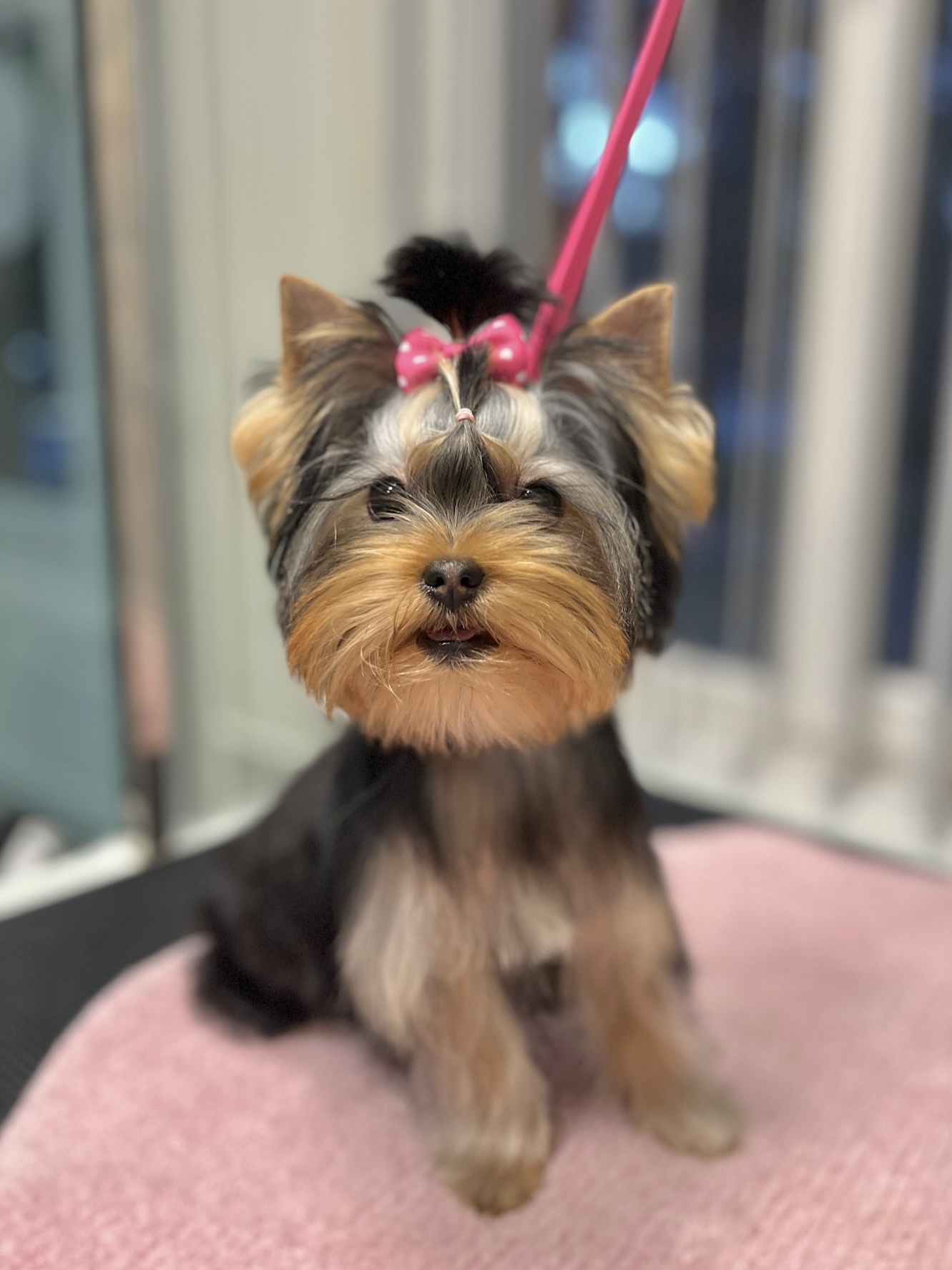 Jorkšyro terjeras (groomingas)