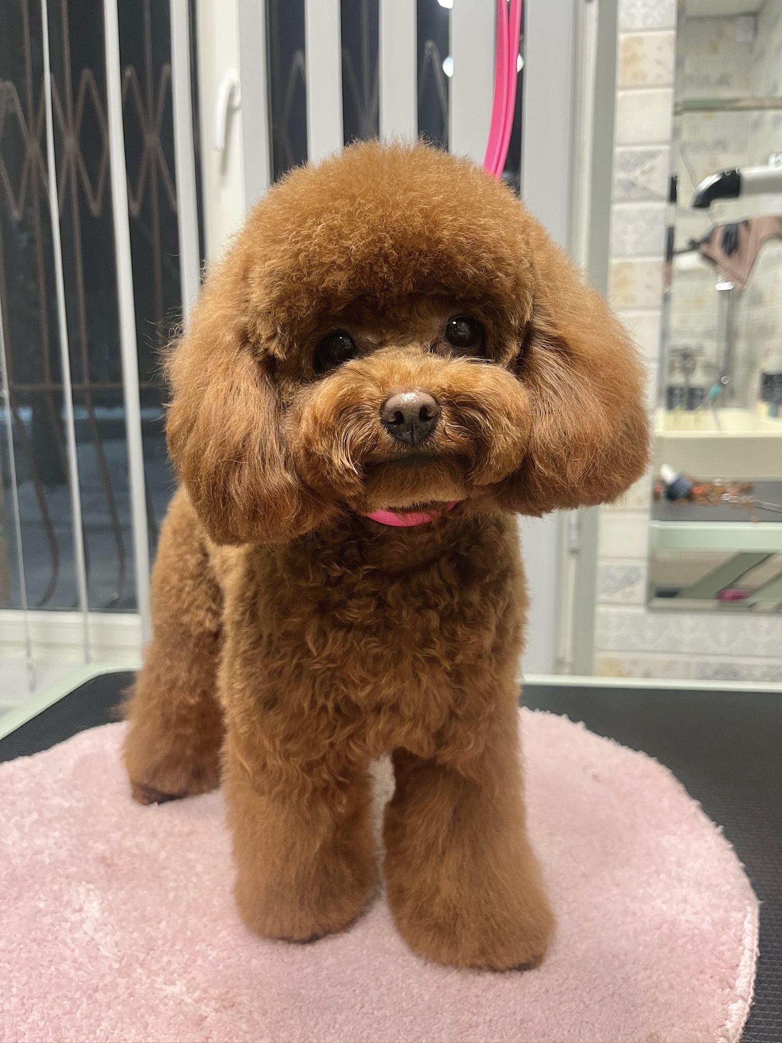 Žaislinis pudelis (groomingas)