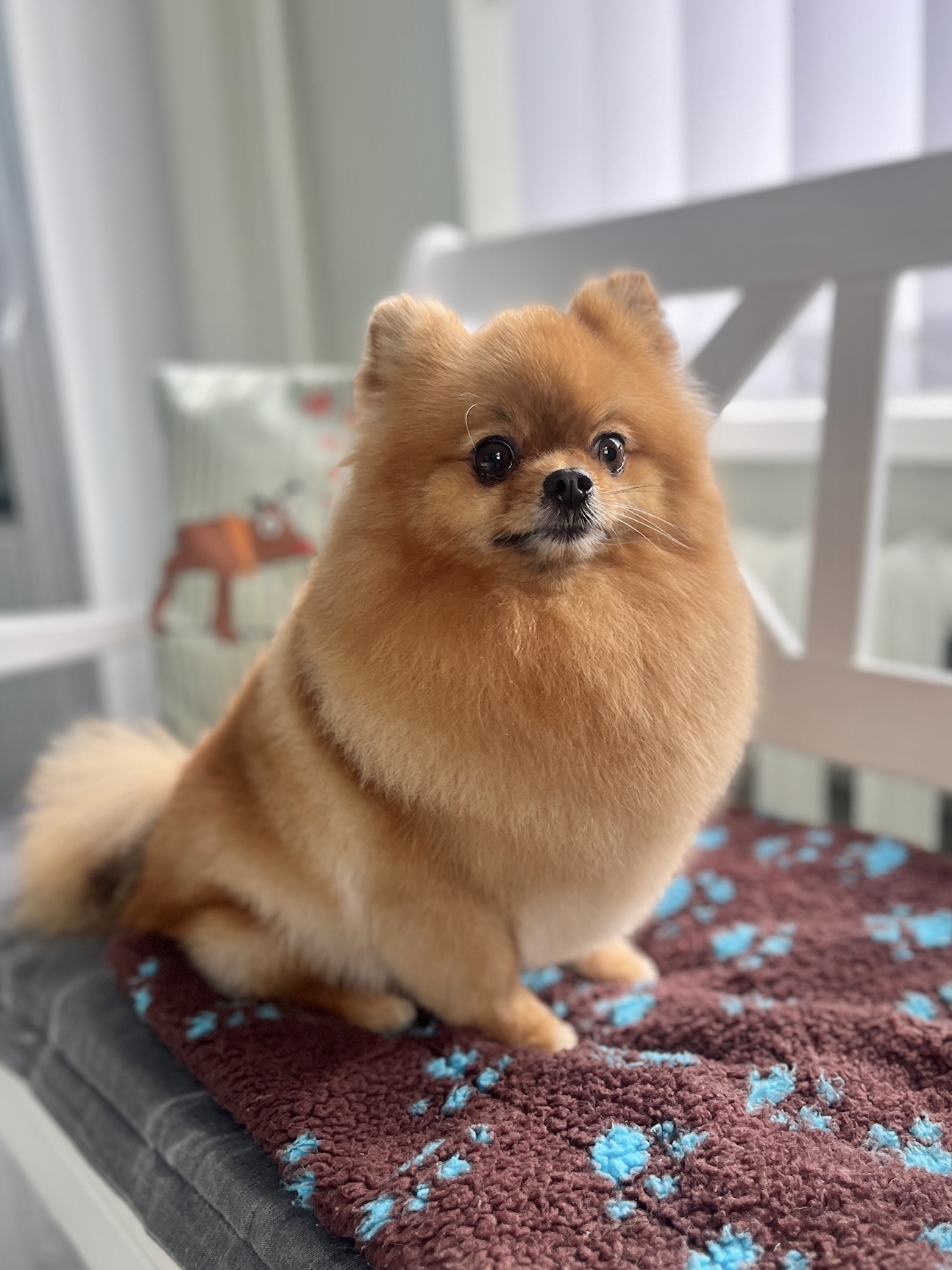 Špicas (groomingas)