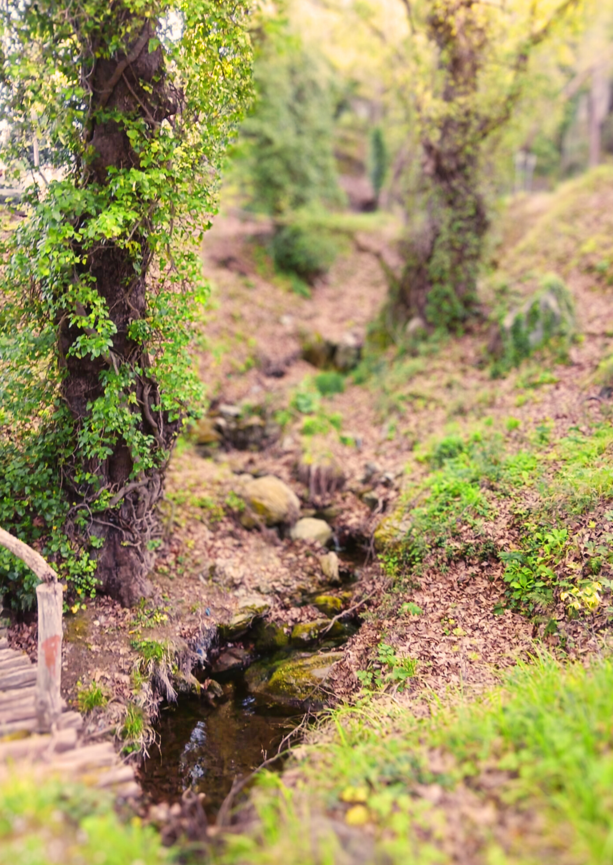 Herbal walk Agios Lavrentios to Drakeia