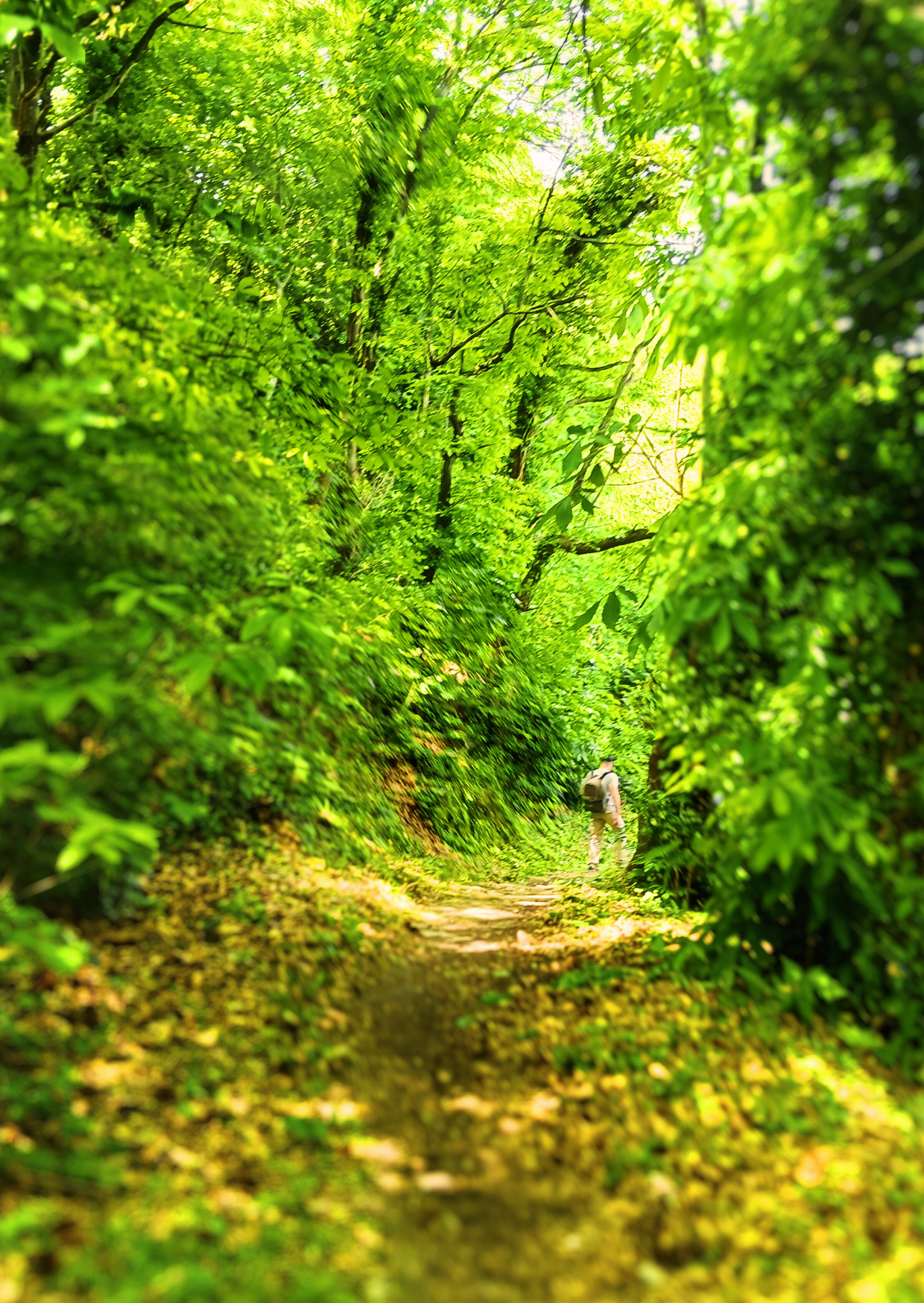 Tsagkarada Herbal Walk