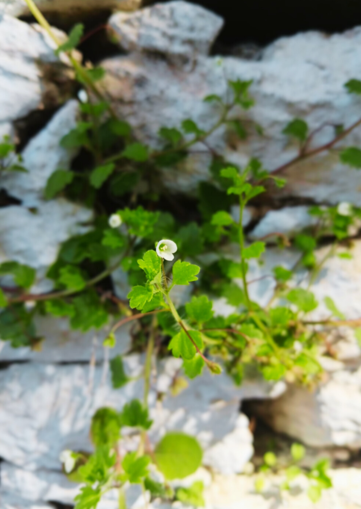Herbal walk Agios Lavrentios to Drakeia
