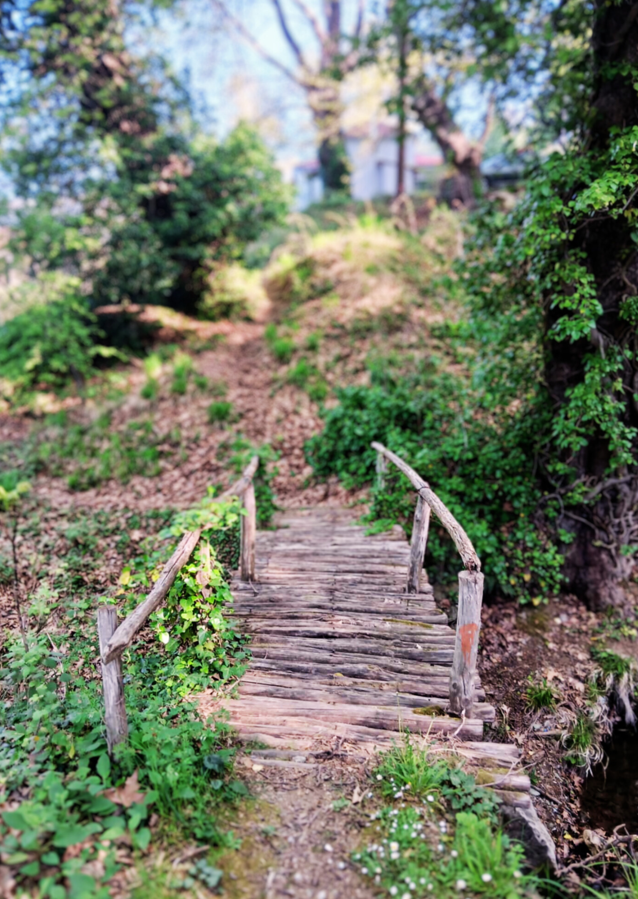 Herbal walk Agios Lavrentios to Drakeia