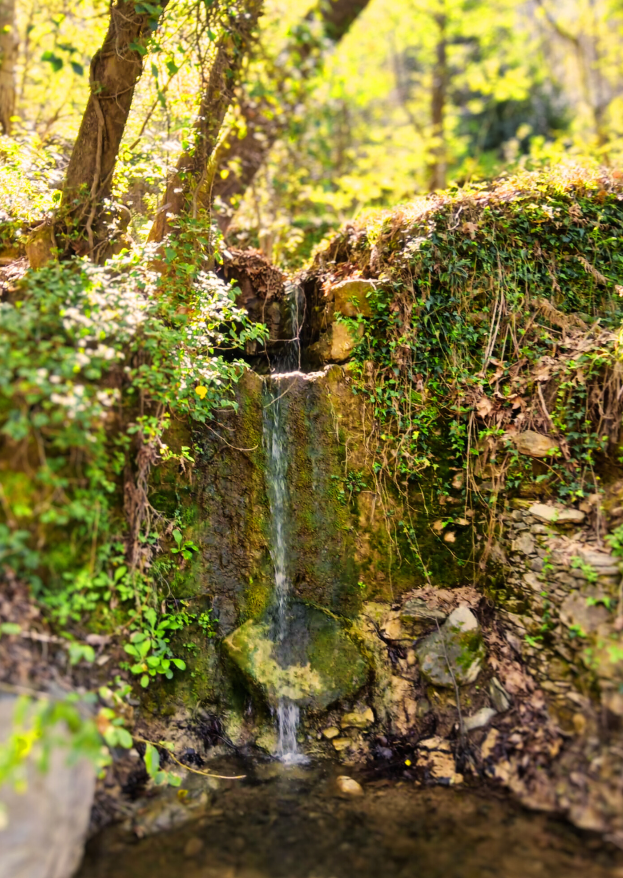 Herbal walk Agios Lavrentios to Drakeia