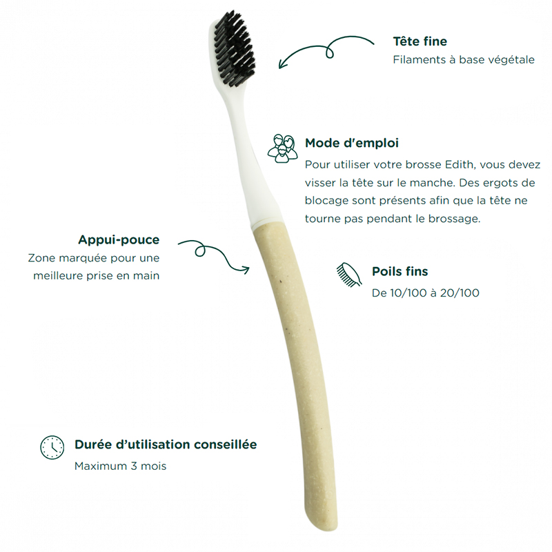 Brosse à dents - Coquille Saint Jacques